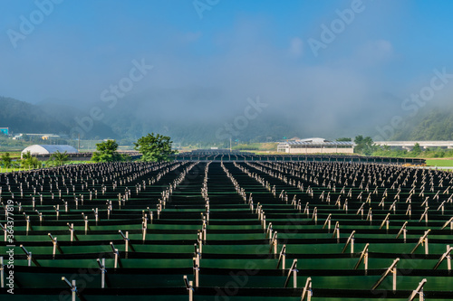 Large field of Korean ginseng