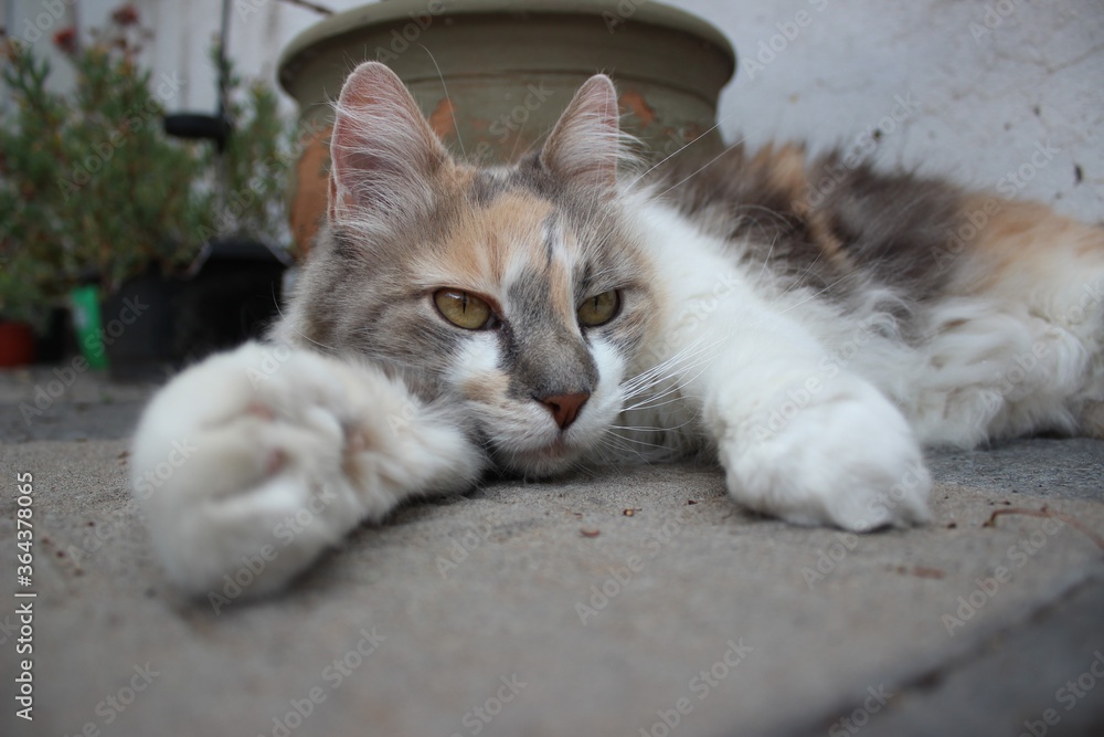 Gato acostado en el suelo del jardín primer plano Gato acostado en el suelo del jardín primer plano