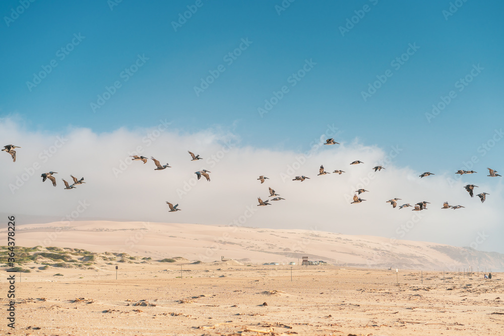 Sand dunes and flock of flying pelicans. Guadalupe-Nipomo Dunes National Wildlife reserve, Calfornia