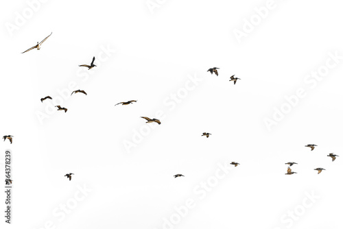 Silhouette of flying pelicans on white background
