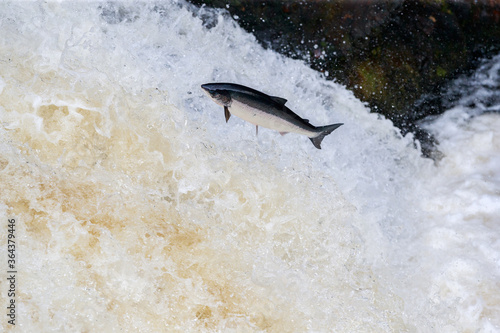 leaping salmon