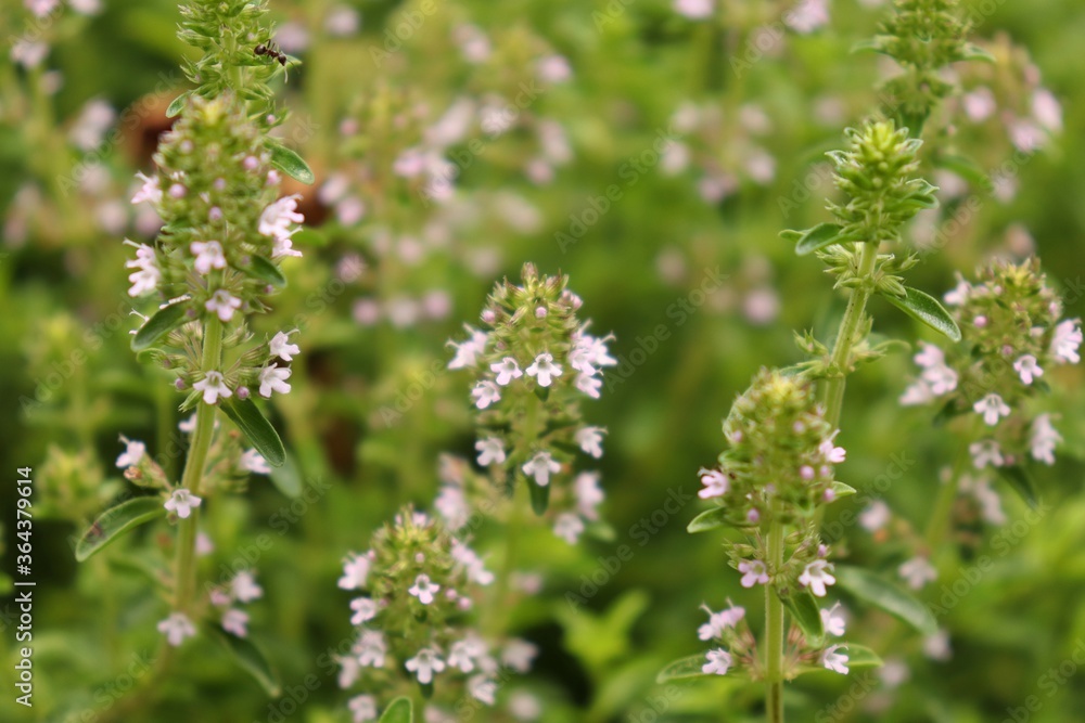 Thymus. serpyllum, creeping thyme is blooming in pink. Thymus. serpyllum, creeping thyme is blooming in pink.