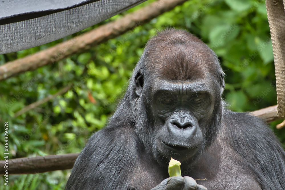 Fototapeta premium 2020-07-10 A SILVER BACK GORILLA EATING A PIECE OF BROCCOLI