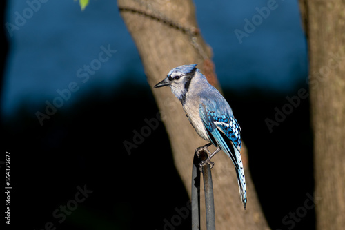 watching bird wild life