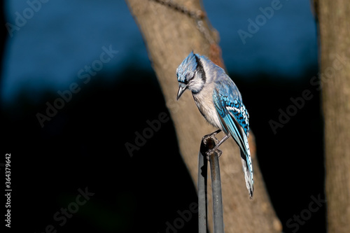 watching bird wild life