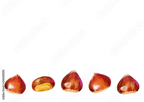 Isolated vector illustration of a few scattered chestnuts. Open chestnut prickles. Hand painted watercolor background.