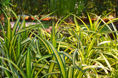 This unique photo shows an evergold grass plant, photographed in an ornamental garden in Thailand photo