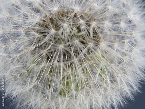 diente de le  n macro con fondo oscuro