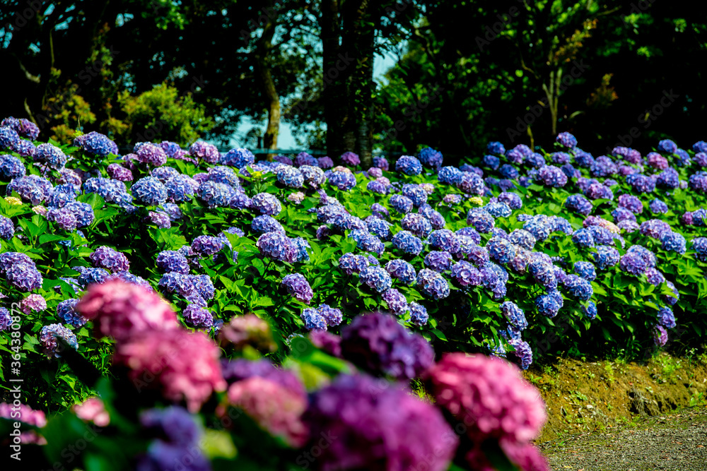 Obraz premium 大神の紫陽花