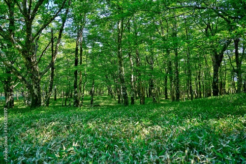 新緑の若葉に包まれた広葉樹林の情景＠大台ヶ原山、奈良