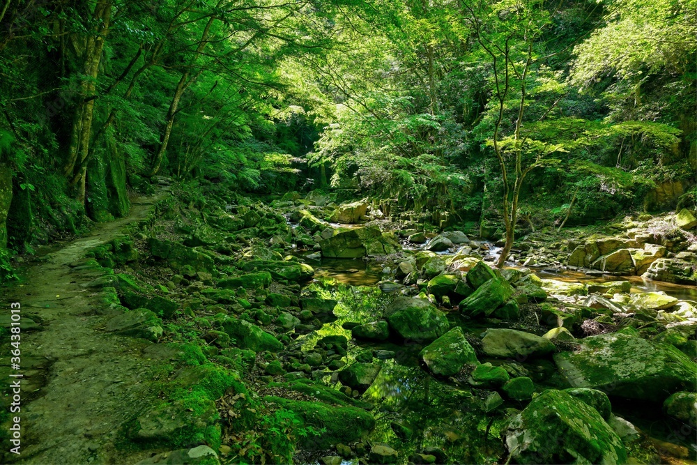 苔むした赤目四十八滝渓谷の情景＠三重