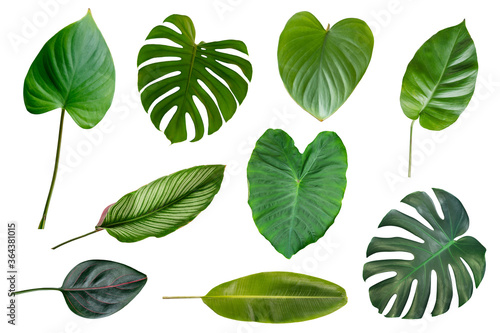 Different Tropical green leaves collection isolated on white background 