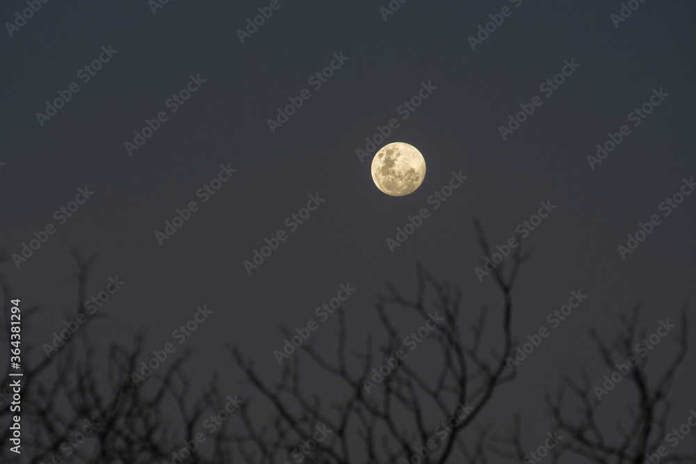 A full moon with the silhouette of a leafless tree is seen at dusk- A full moon with the silhouette of a leafless tree is seen at dusk-
