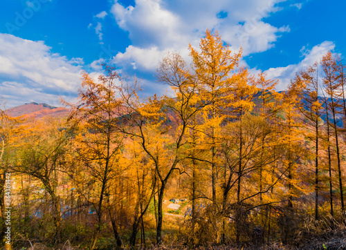 Fototapeta Naklejka Na Ścianę i Meble -  Grove of trees in beautiful fall colors