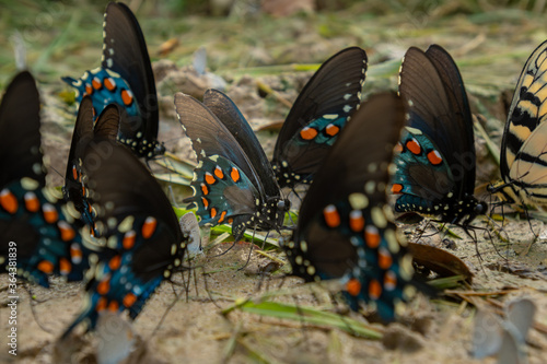 Swallowtail Butterflies with Orange and Blue Markings