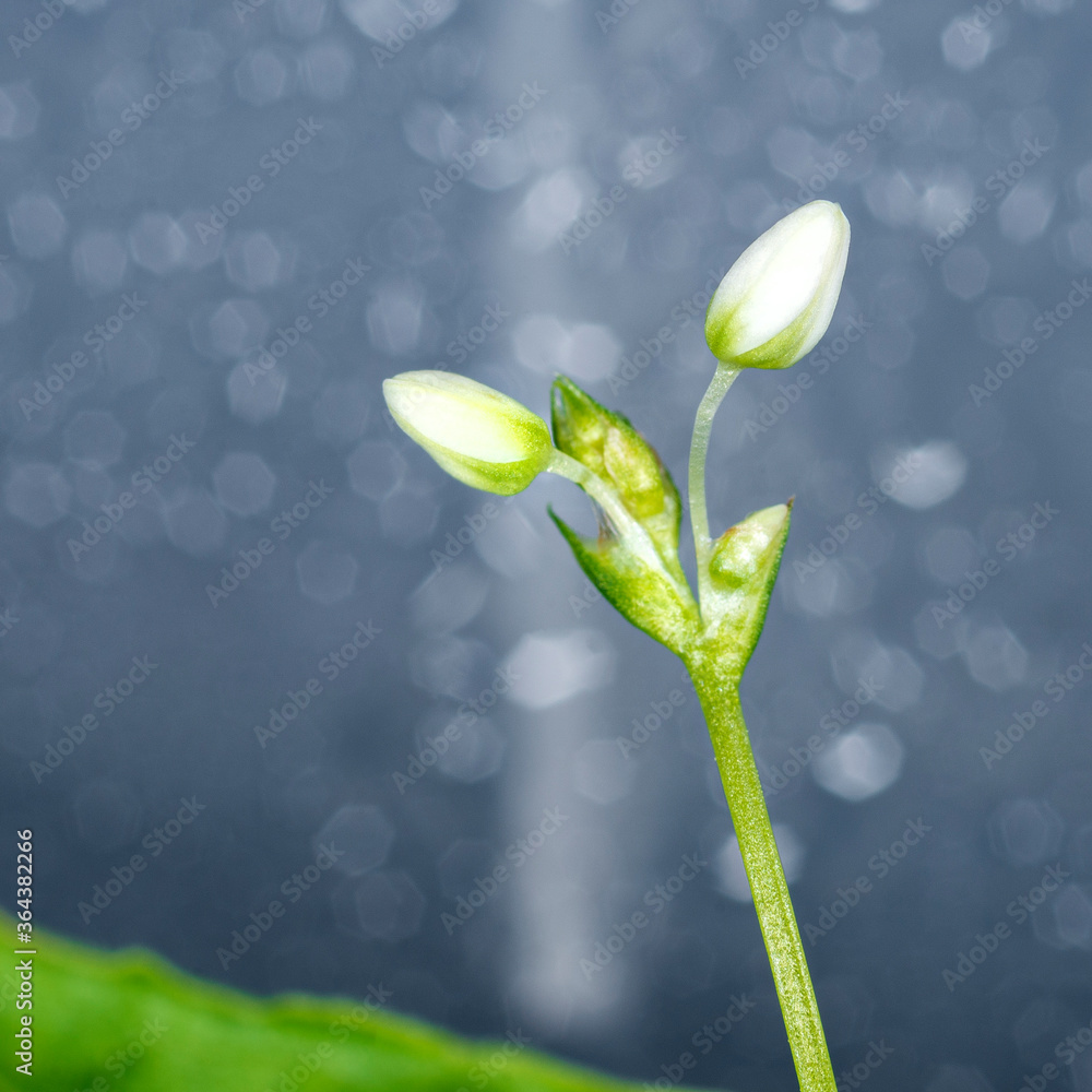 Green young buckwheat buds. Macro image with blurred grey background. Green young buckwheat buds. Macro image with blurred grey background.