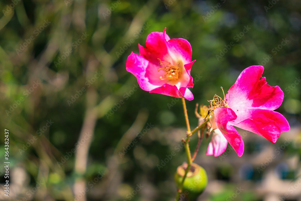 close up of old fashioned single pink rose