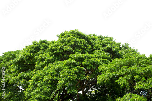 The tops of trees isolated on white background. © pornsawan
