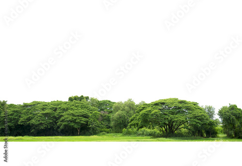 Trees line isolated on a white background Thailand.