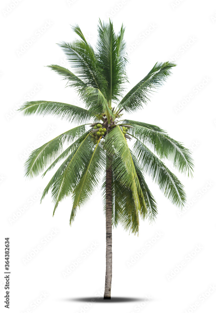 Coconut tree isolated on a white background.