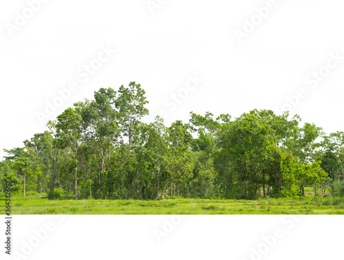 Trees line isolated on a white background Thailand.