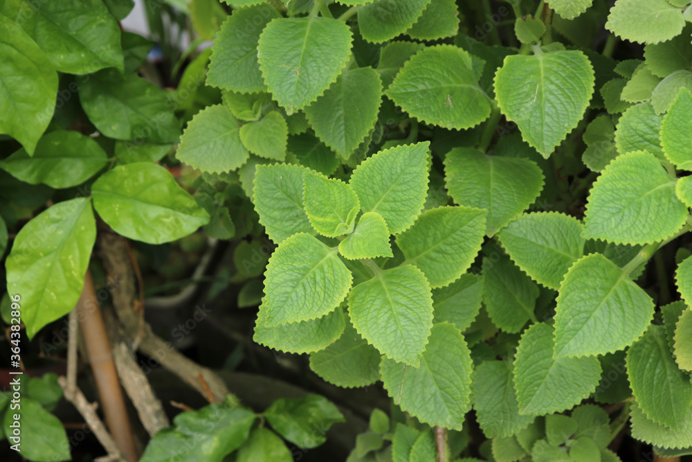 Indian borage in the herb garden. There are other names called Country borage, Oreille, and Oregano. Indian borage in the herb garden. There are other names called Country borage, Oreille, and Oregano.