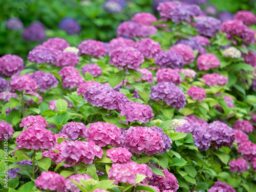 アジサイの花