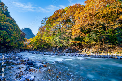 【東京都 奥多摩】駅近の渓谷から見える紅葉