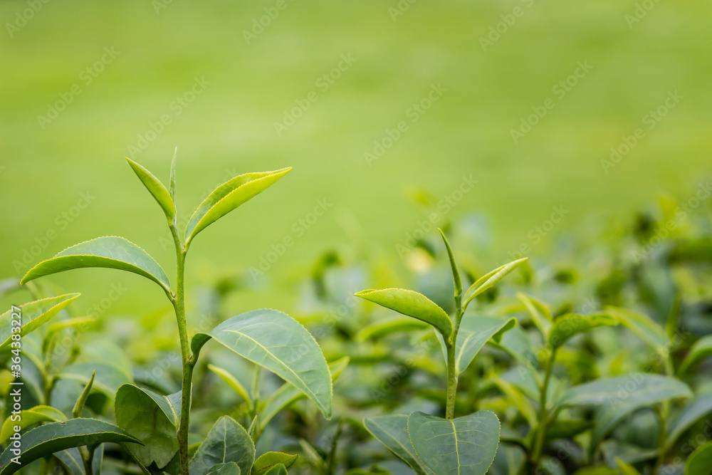 Obraz premium Young shoots of green tea leaves in the morning before harvesting. The green tea harvested in taste and value from the young shoots leaves is known to produce the highest quality green tea leaves.