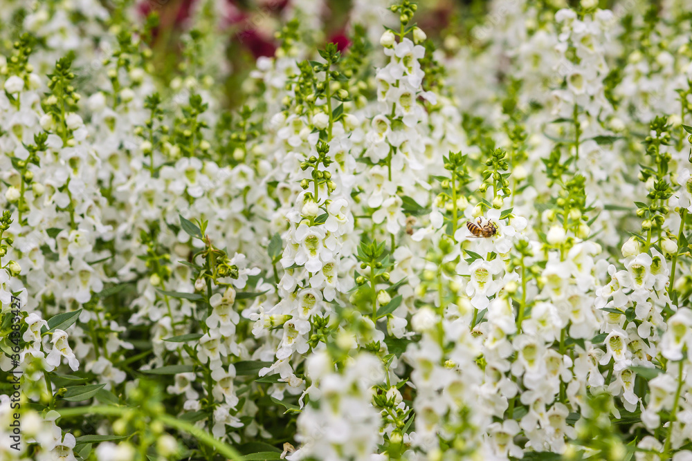 White flowers with honey bee of snapdragon (Antirrhinum majus) on the flowerbed. Antirrhinum majus, also called snapdragon, is an old garden favorites that, in optimum cool summer growing conditions.