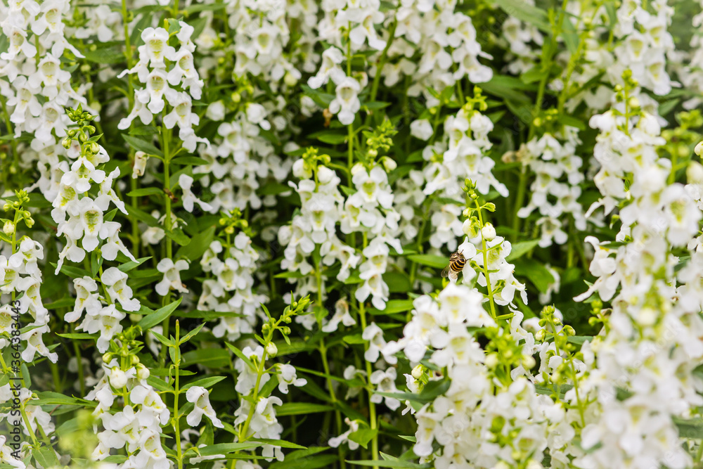 White flowers with honey bee of snapdragon (Antirrhinum majus) on the flowerbed. Antirrhinum majus, also called snapdragon, is an old garden favorites that, in optimum cool summer growing conditions. White flowers with honey bee of snapdragon (Antirrhinum majus) on the flowerbed. Antirrhinum majus, also called snapdragon, is an old garden favorites that, in optimum cool summer growing conditions.