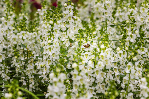White flowers with honey bee of snapdragon (Antirrhinum majus) on the flowerbed. Antirrhinum majus, also called snapdragon, is an old garden favorites that, in optimum cool summer growing conditions.