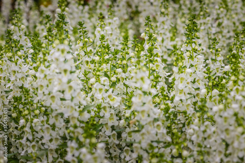 White flowers with honey bee of snapdragon  Antirrhinum majus  on the flowerbed. Antirrhinum majus  also called snapdragon  is an old garden favorites that  in optimum cool summer growing conditions.