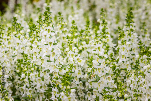 White flowers with honey bee of snapdragon (Antirrhinum majus) on the flowerbed. Antirrhinum majus, also called snapdragon, is an old garden favorites that, in optimum cool summer growing conditions.