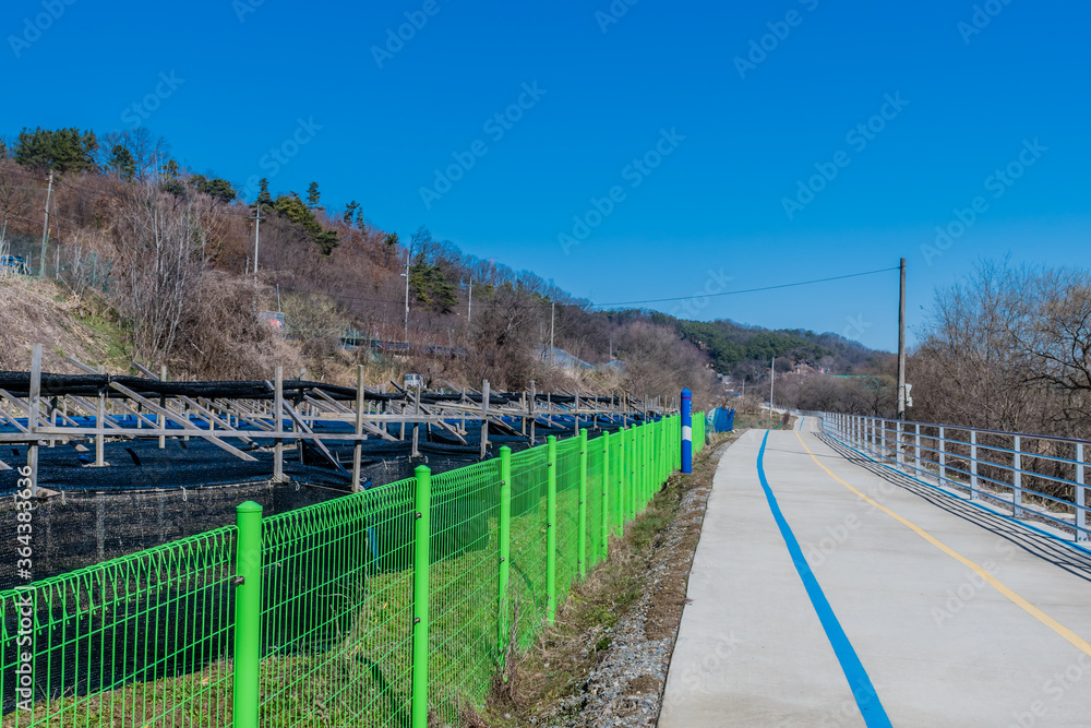Fototapeta premium Crop of ginseng behind green fence