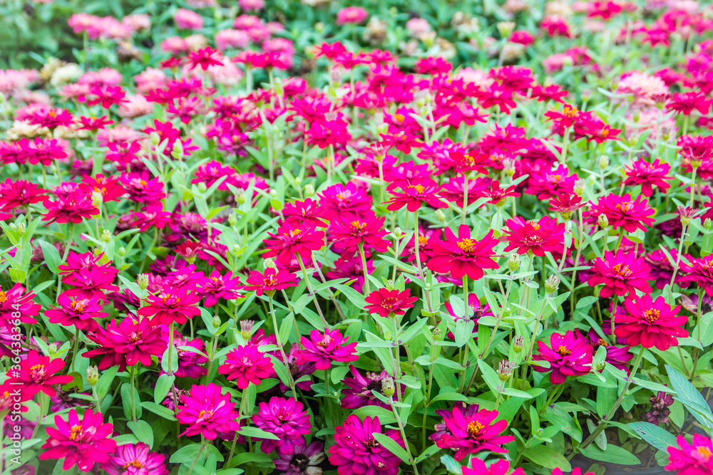 Beautiful pink Zinnia flowers in summer garden on sunny day. Zinnias are popular garden flowers, they come in a wide range of flower colors and shapes, and they can withstand hot summer temperatures.