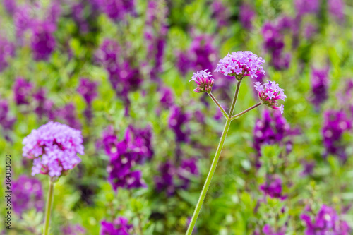Beautiful purple Purpletop vervain (Verbena bonariensis) flowers in garden. Verbena bonariensis has tall, narrow, sparsely-leafed stems on top of bright lavender-purple flowers appear in late-summer.