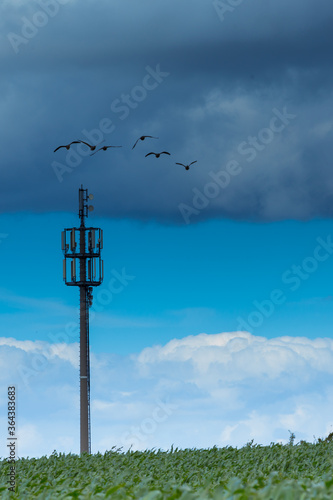 Funkmastturm mit Graugänsen photo