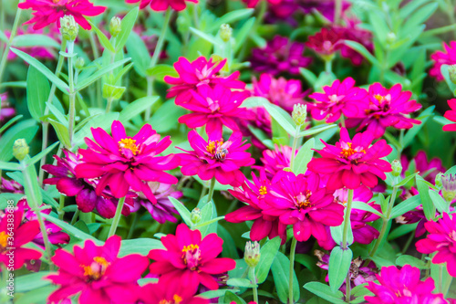 Beautiful pink Zinnia flowers in summer garden on sunny day. Zinnias are popular garden flowers  they come in a wide range of flower colors and shapes  and they can withstand hot summer temperatures.