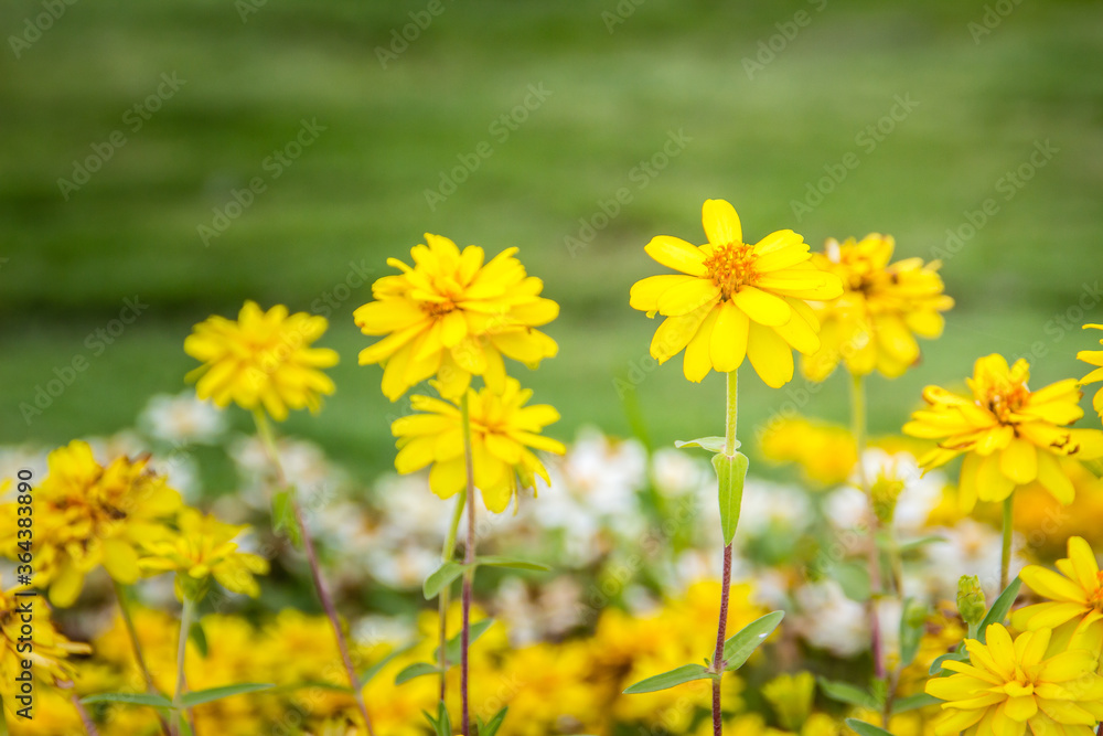 Beautiful yellow flower of Zinnia angustifolia. The zinnia flowers have bright orange or sometimes yellow ray corollas, but in cultivated plants, the flowers may be white or a variety of other colors. Beautiful yellow flower of Zinnia angustifolia. The zinnia flowers have bright orange or sometimes yellow ray corollas, but in cultivated plants, the flowers may be white or a variety of other colors.