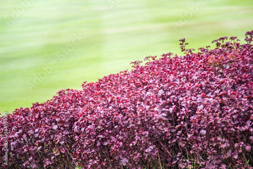 Beautiful purple leaves of Aerva sanguinolenta with green grass on background. photo