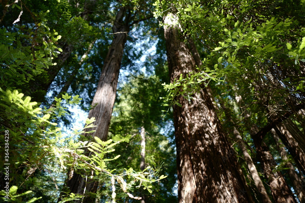 Fototapeta premium Muir Woods National Monument