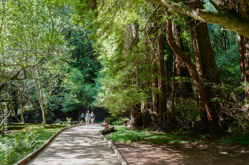 Quadro em tela Muir Woods National Monument