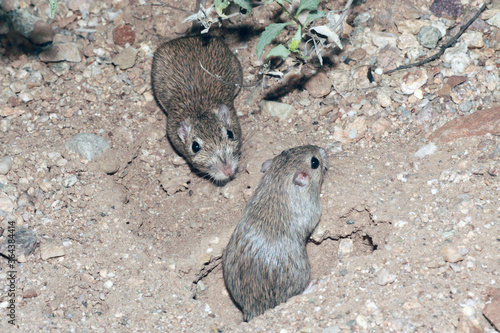 A pair of desert pocket mice (Chaetodipus penicillatus) interacting near the entrace to a burrow.  photo