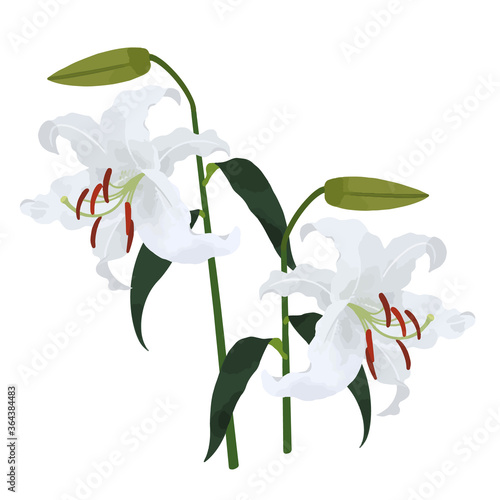 Illustration of two big‐bloomed Casablanca (lily)