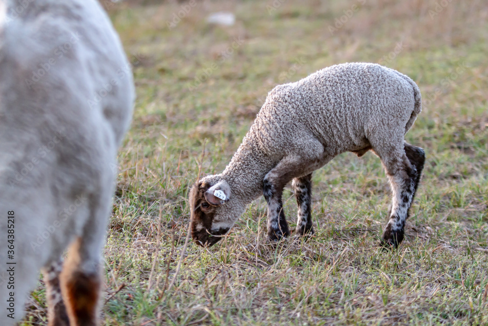 Little lamb grazes in a meadow on a background of a herd of sheep close-up. Against the background of grass. Horizontal orientation. Little lamb grazes in a meadow on a background of a herd of sheep close-up. Against the background of grass. Horizontal orientation.