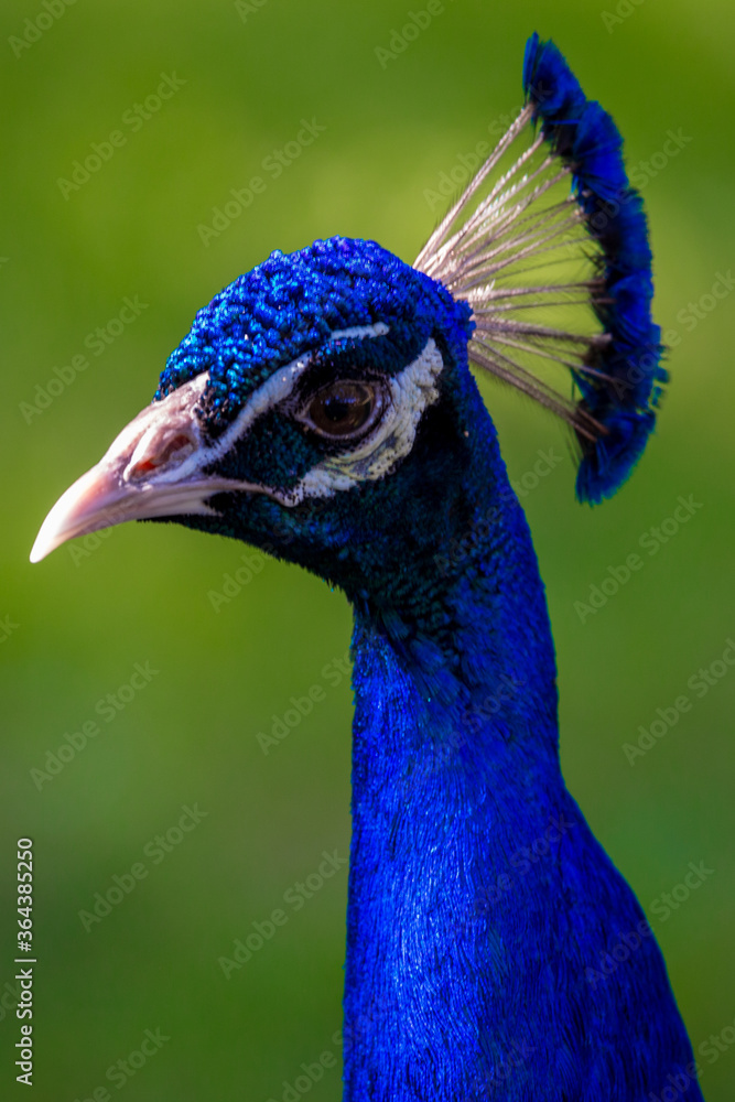 Naklejka premium Closeup of a peacock