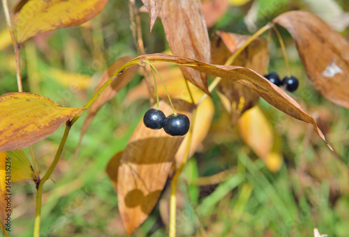 Wild plant (Disporum viridescens) with berries photo