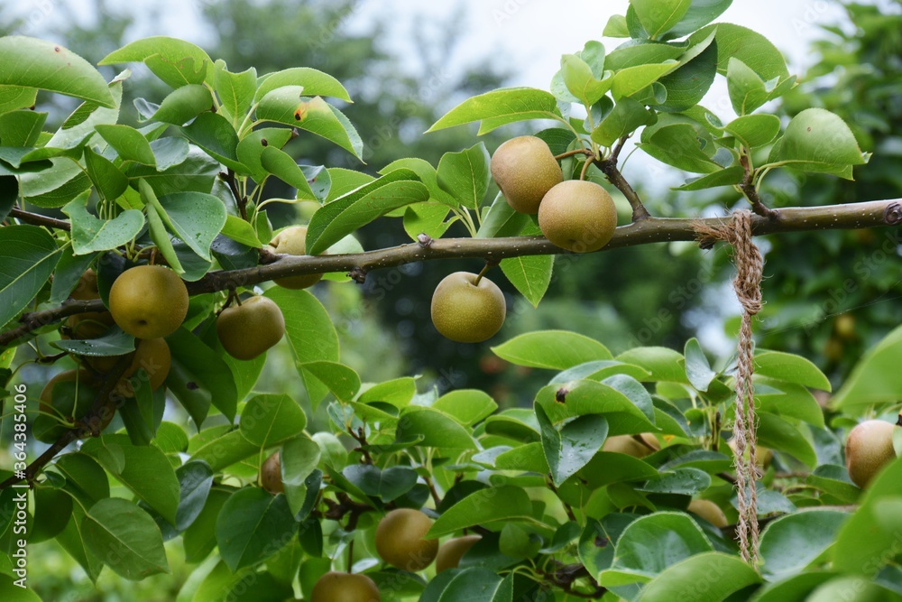
Japanese Pear fruit / Cultivation of Japanese pears