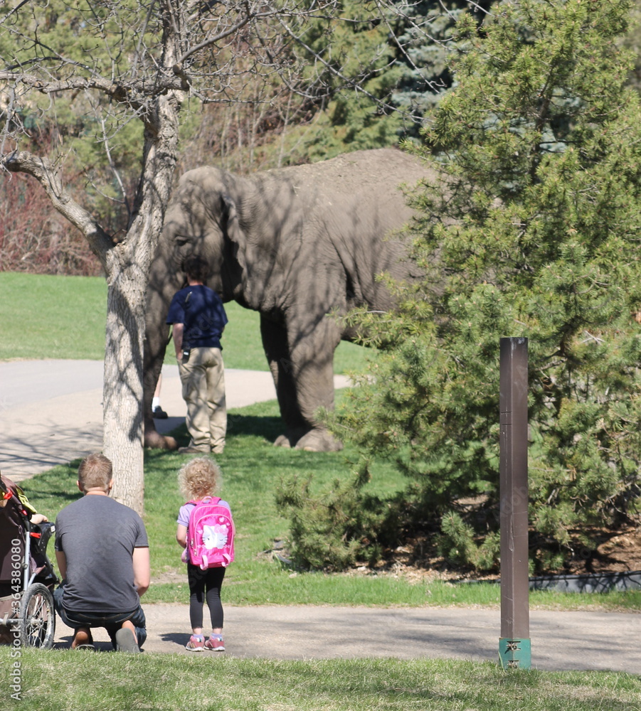 Fototapeta premium man and girl looking at elephant, father and daughter